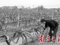 东莞何锦辉:辞职回乡做农民种植火龙果的生态农业致富路