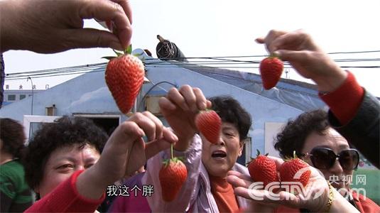 青岛女孩王倩：温室大棚种植草莓年赚千万财富