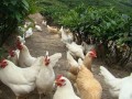 郑义锋：茶园养鸡一亩多赚500元 生态种养效益高