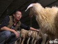 浙江丽水赖雪峰回乡养湖羊的创业致富经