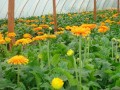 徐向华：种植非洲菊年收益30万元 开辟致富新路子