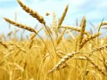 种小麦怎么赚大钱？小麦深加工是出路