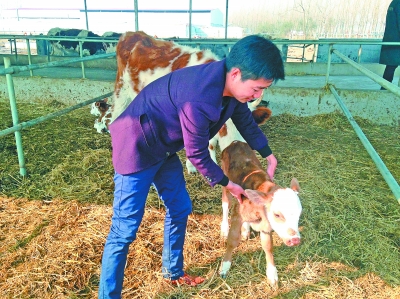 大学生刘波回乡养牛创业带动乡亲致富