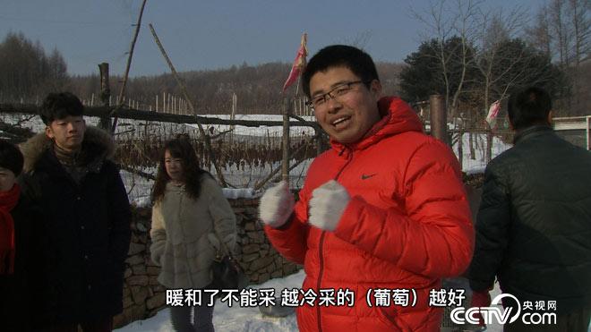 [致富经]张玉鹏：他靠冰葡萄赚钱