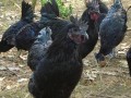 大学生回乡创业养殖五黑鸡,蜂蜜喂养有高招