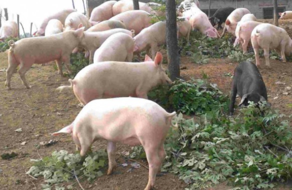 “养猪倌”方伟的生态养殖致富路