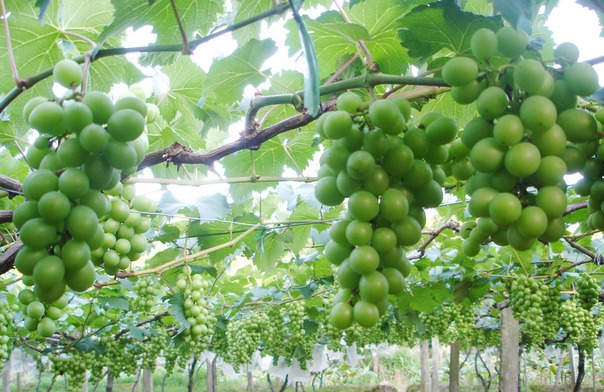 刘德荣:葡萄种植丰产丰收有真经