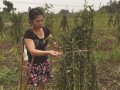 独腿女李利红身残志坚发展农业项目自主创业致富