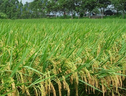 泸州两兄弟返乡种水稻年赚600万成＂种粮大王＂