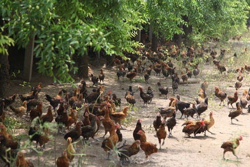湖北京山黎明:林下土散养鸡双丰收年利润达百万