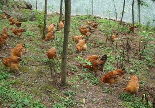 湖北京山县黎明林下养鸡实现双丰收一年效益达百万