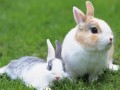 獭兔养殖成本与效益分析,养獭兔赚钱吗？