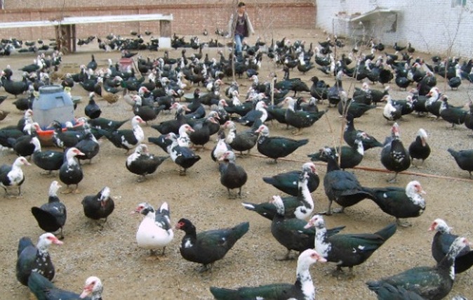 野味十足的火鸭养殖效益高有前景