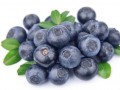 蓝莓新品种有哪些？