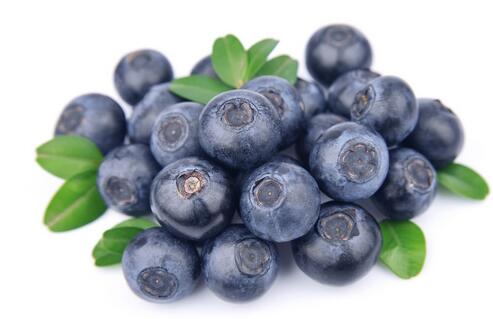蓝莓新品种有哪些？