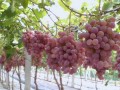 大棚葡萄品种多上市早效益高