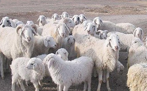 提高肉羊养殖效益的关键技术