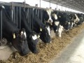 奶牛养殖“粮改饲”降低成本好处多