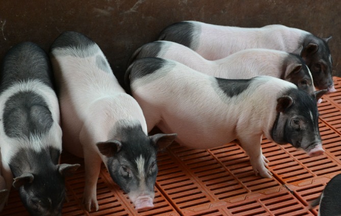 王波:返乡创业做猪倌 生态养殖小香猪走特种养殖致富路