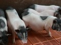 王波:返乡创业做猪倌 生态养殖小香猪走特种养殖致富路