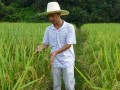雷应国:规模化种植水稻让农活也赚钱
