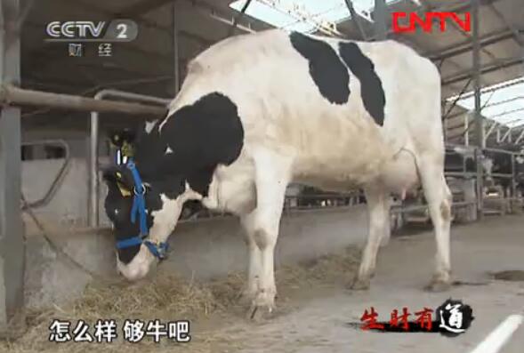 崔志刚：养殖荷斯坦奶牛年入二千万的养牛致富经