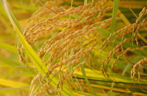 [生财有道]大米姐管延丽种植有机水稻的生态财富