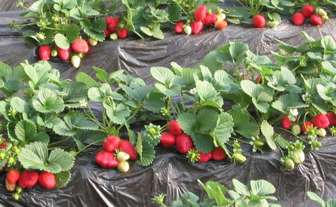 麻城郝辉奇招种草莓一亩收入4万元