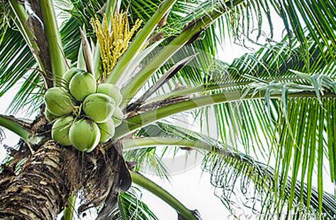 [每日农经]爱在沙滩扎根的椰子轻松赚钱