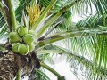 [每日农经]爱在沙滩扎根的椰子轻松赚钱
