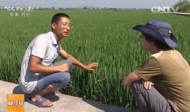 一亩稻田多收入100元的施肥技术