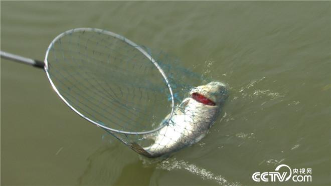 [致富经]刘建明：流水养鱼 效益猛增27倍