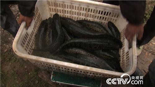 重庆凌刚基：从乌鱼养殖到开乌鱼馆打造乌鱼产业链