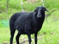 [致富经]香格里拉斯南多桀养殖的乌骨羊价高全因黑