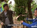 [致富经]梁春：创业不走寻常路 种植香蕉年入5000万
