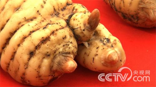 云南昭通杨学银种植天麻一年卖出2000多万元的致富经