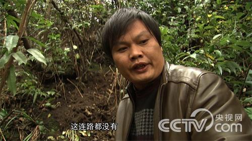 云南昭通杨学银种植天麻一年卖出2000多万元的致富经