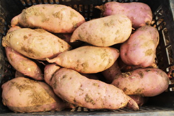 菜地瓜“龙薯9号”俏销市场 每亩纯收入6000元