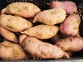 菜地瓜“龙薯9号”俏销市场 每亩纯收入6000元