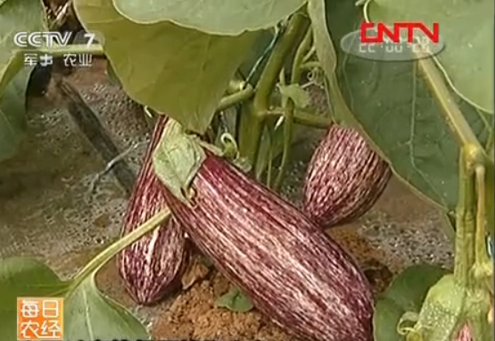 沙漠大棚里种出花茄子一亩收入1.8万元
