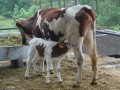 母牛难产救治及预防方法