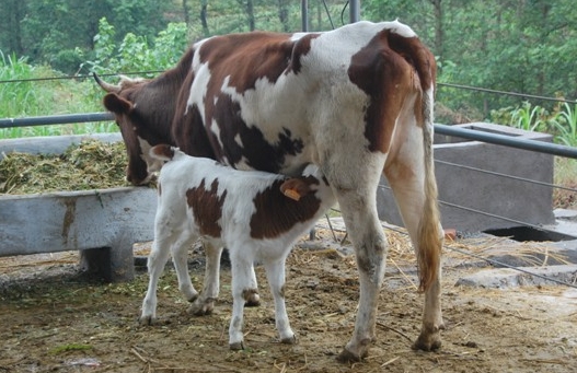 母牛难产救治及预防方法