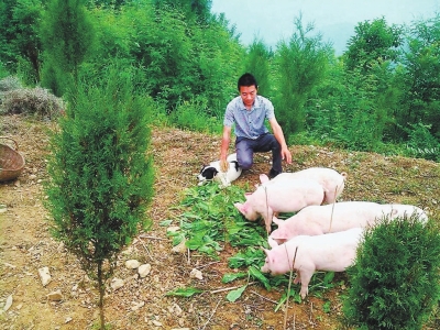 生态养猪效益可观看猪倌刘德斌的养猪经