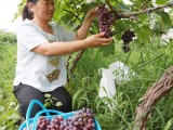 虞城县张莉种果树打造生态采摘园致富有道