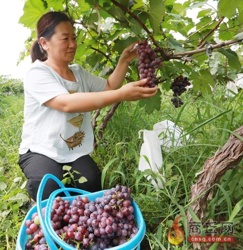 虞城县张莉种果树打造生态采摘园致富有道