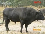 龙江黑牛养殖效益高养8个月卖6000元
