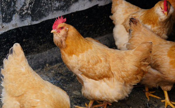 产蛋量高的海蓝灰鸡养殖效益高