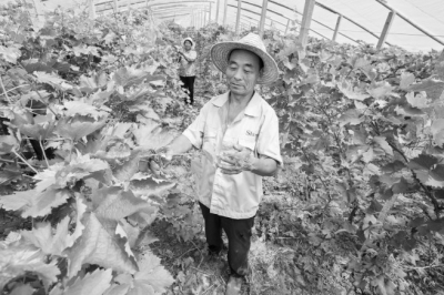 大棚葡萄新品种“春红一号”亩产7000斤