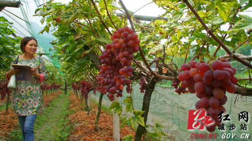 葡萄绿色环保栽培每亩纯收入1.5万元 成为农村致富好产业