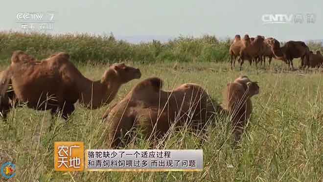 郑林林的养驼路—骆驼平原圈养技术